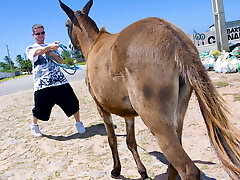 Osły I Brazylijski Laski Osły I Brazylijski Laski