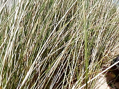 Suddenly a Stranger sneaks up and starts Touching my fur covered Beaver on the Beach