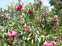 Auntjudys - Being Busty Mature Mrs. M&039;s Gardener Has It&039;s Perks joi