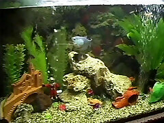 Anal Orgasms of Hot Shemales - full Movie