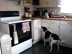 Big ass dog cx18 milf in the Kitchen