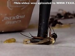 Vika crushing tiny bugs with high heels.