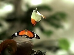 Massage indian desi xxx telugu audio Butterflies by Party Manny