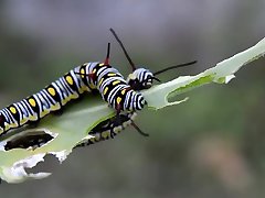 vouyeur casting -Â Caterpillar - 2104