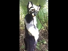 wolf in the woods