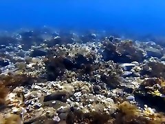 Public beach. hd anal nypno snorkeling Underwater. Save the ocean and have fun!