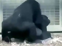 большие толстые половые губки гориллы