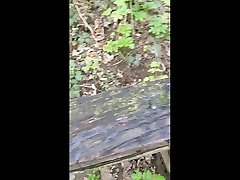 piss marking an old bench