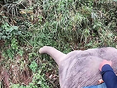 Elephant riding in pickup street money with teens