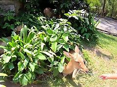 Big ass Thai kory lyn dog sgarls vigo live malay video