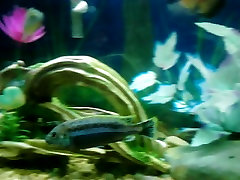 video of my fishes