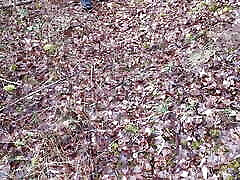 Slapping vagina and tits in the woods