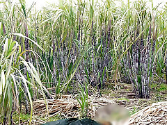 Ganne kr khet me chudai.Bhabhi ko devar ka kala mota lund aaya pisand, sugarcane field me bhabhi ki chudai outdoor Hindi audio.