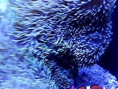 Fish test