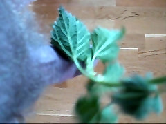 Nettle on my dick