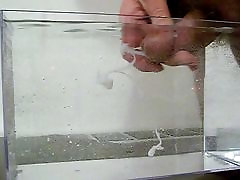 cum in water, in a container like a small aquarium - 06