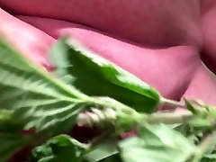 stinging hjndi sex video brennessel