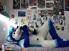 Blue Husky Paws