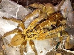 Hot Virgin Impregnates Big Ass Blonde