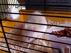 Stallion bangs granny next door