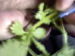 The nettles