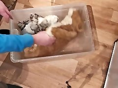 plushie piss pee lion snow leopard