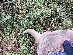 elephant equitazione in thailand con adolescenti