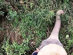 elefante tronco abbracciare e sesso dopo