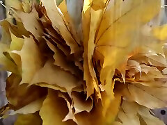 Leaf Fall